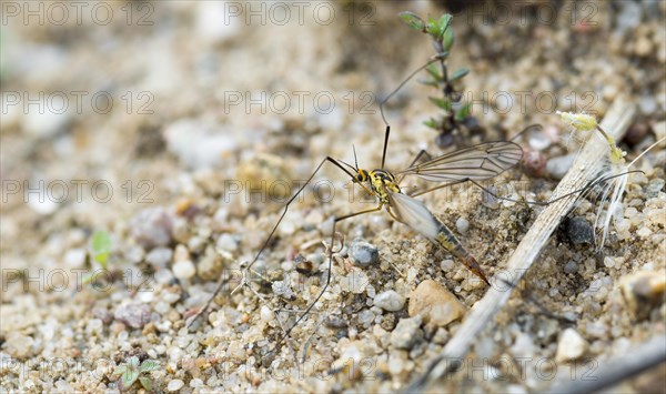 Triangular-spotted meadow snake (Nephrotoma quadrifaria) (synonym: Nephrotoma dentata) (synonym: Nephrotoma fascipennis) (synonym: Pachyrhina fascipennis) (synonym: Tipula dentata) (synonym: Tipula quadrifaria), species of crow snake, snake after laying eggs in sandy soil, close-up, macro photograph, Lower Saxony, Germany, Europe