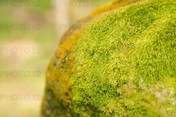 Green moss on the stone in botanical garden, selective focus, copy space, malaysia, Kuching orchid park