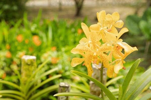 Orange and pink vanda orchid flower in botanical garden, selective focus, copy space, malaysia, Kuching orchid park