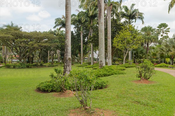 Palm collection in city park in Kuching, Malaysia, tropical garden with large trees and lawns, gardening, landscape design. Daytime with cloudy blue sky, Asia