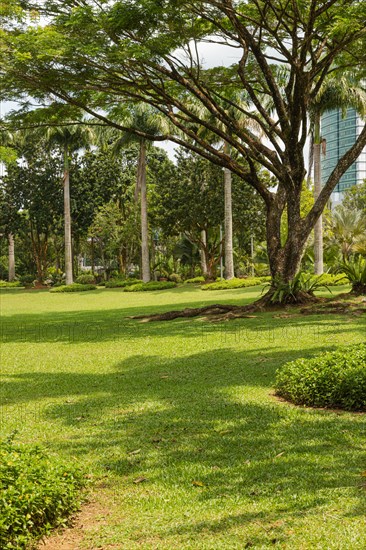 Palm collection in city park in Kuching, Malaysia, tropical garden with large trees and lawns, gardening, landscape design. Daytime with cloudy blue sky, Asia