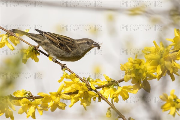 House sparrow (passer domesticus) with insect in its beak on a forsythia branch, Hesse, Germany, Europe