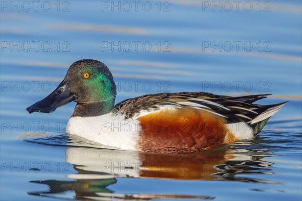 Shoveler