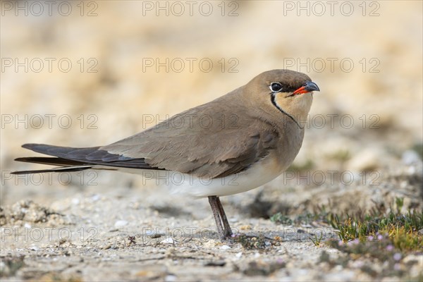 Red-winged Pratincole