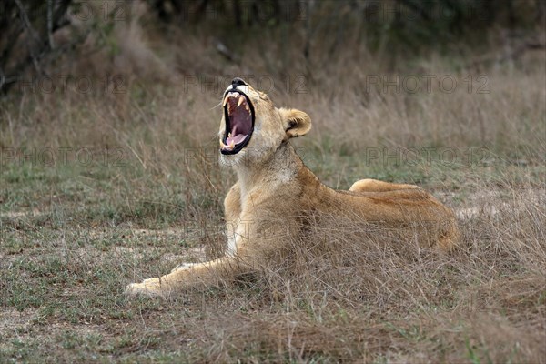 Lion (Panthera leo), adult, female, yawning, sitting, Sabi Sand Game Reserve, Kruger National Park, Kruger National Park, South Africa, Africa