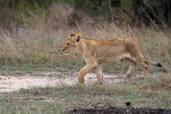 Lion (Panthera leo), young, stalking, alert, Sabi Sand Game Reserve, Kruger National Park, Kruger National Park, South Africa, Africa