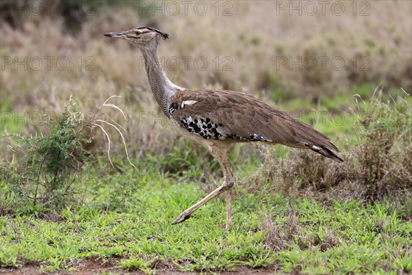 Kori bustard (Ardeotis kori), adult, running, foraging, vigilant, Kruger National Park, Kruger National Park, South Africa, Africa