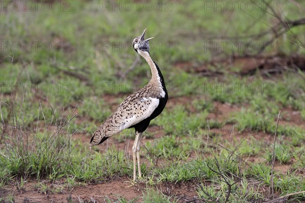 Red-crested Bustard, (Lophotis ruficrista), adult, calling, Kruger National Park, Kruger National Park, South Africa, Africa