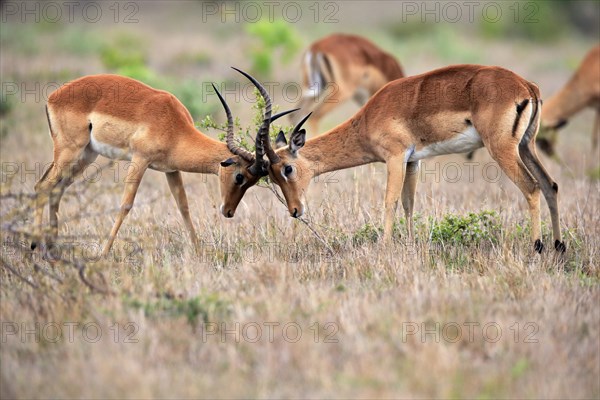 Black Heeler Antelope, (Aepyceros melampus), adult, male, two males, fighting, Sabi Sand Game Reserve, Kruger National Park, Kruger National Park, South Africa, Africa