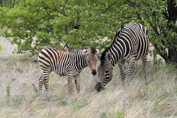 Burchell's zebra (Equus quagga burchelli), adult, female, young animal, mother with young animal, feeding, Kruger National Park, Kruger National Park, South Africa, Africa