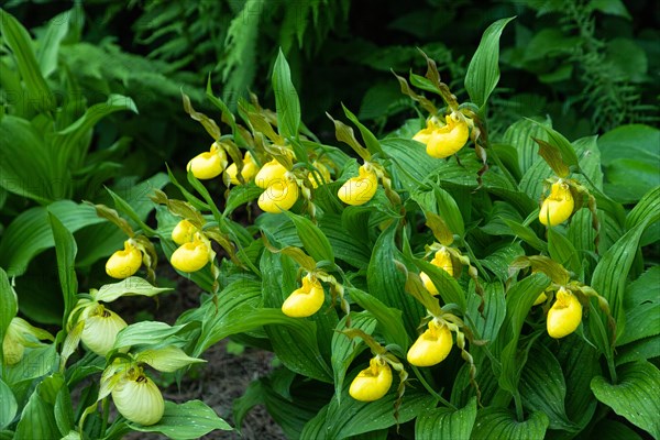 Beautiful orchid flowers of yellow color with green leaves in the garden. Lady's-slipper hybrids. Close up