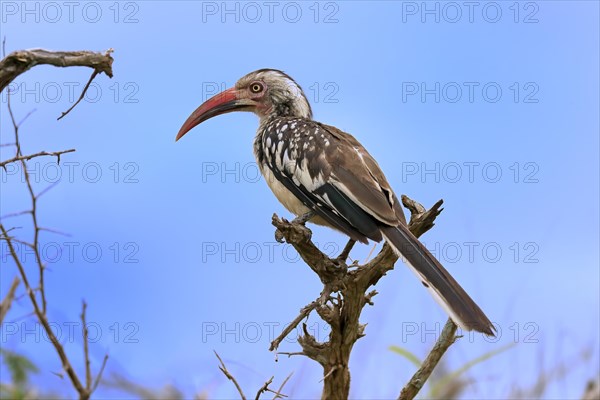 Red-billed hornbill (Tockus erythrorhynchus), adult, on wait, Kruger National Park, Kruger National Park, South Africa, Africa