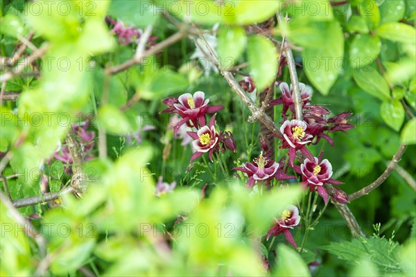 Beautiful columbine or aquilegia pink flowers in the garden, selective focus