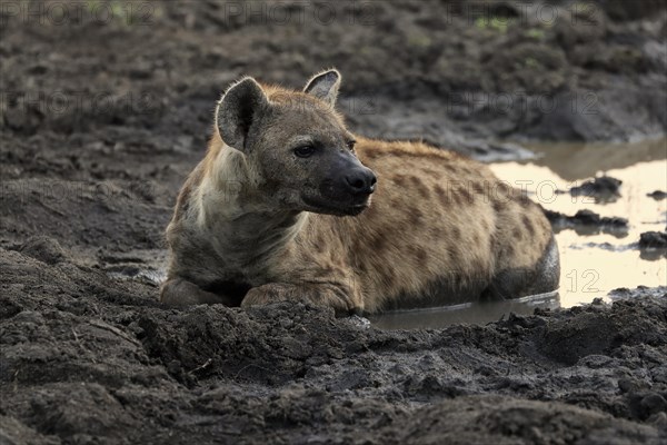 Spotted hyena (Crocuta crocuta), adult, in water, alert, Sabi Sand Game Reserve, Kruger National Park, Kruger National Park, South Africa, Africa