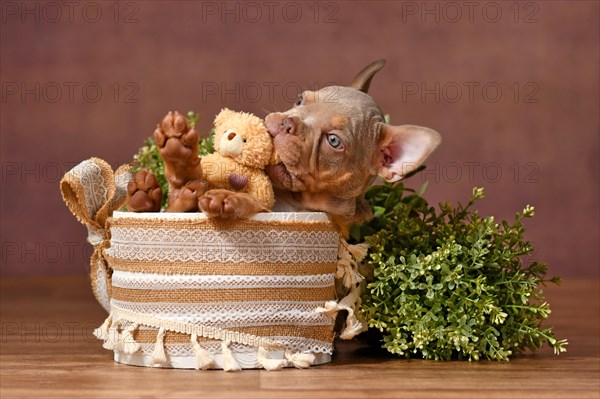 French Bulldog dog puppy playing with teddy bear in box with boho style decoration in front of brown background