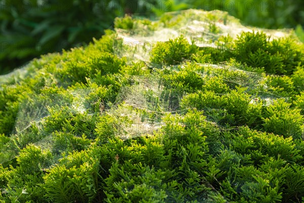 Thuja Occidentalis, western red cedar shrub with beautiful spider net in sunlight in the garden, natural texture