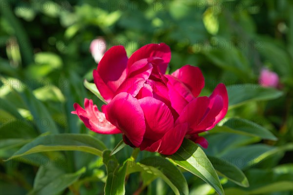 Beautiful peony pink flowers in the garden, selective focus