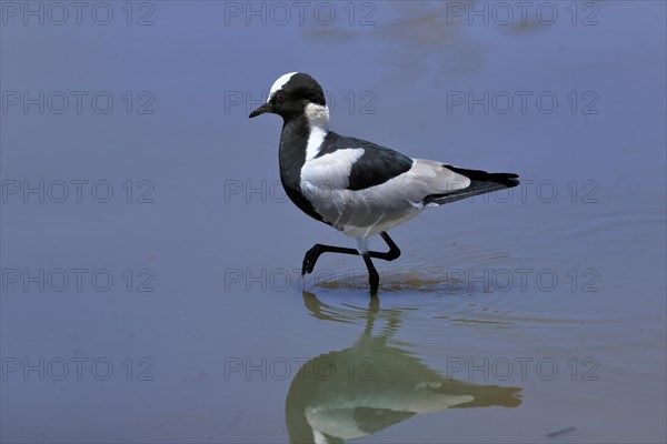 Black-headed Lapwing, (Vanellus armatus), adult, in water, walking, foraging, alert, Kruger National Park, Kruger National Park, South Africa, Africa