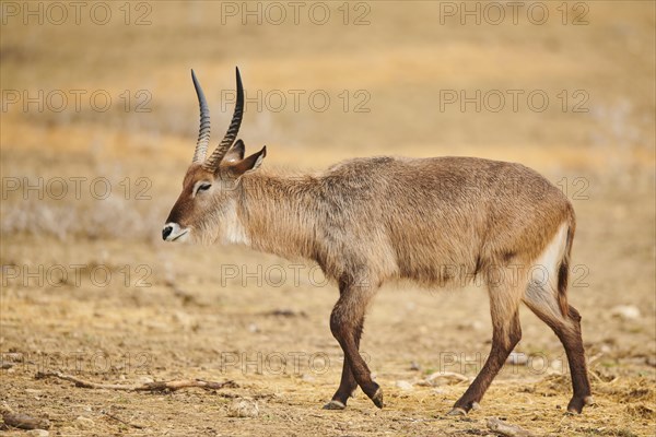 Waterbuck (Kobus defassa) in the dessert, captive, distribution Africa