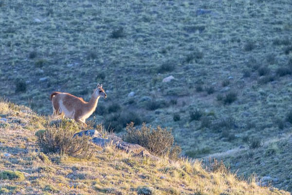 Guanaco (Llama guanicoe), Huanako, Torres del Paine National Park, Patagonia, End of the World, Chile, South America