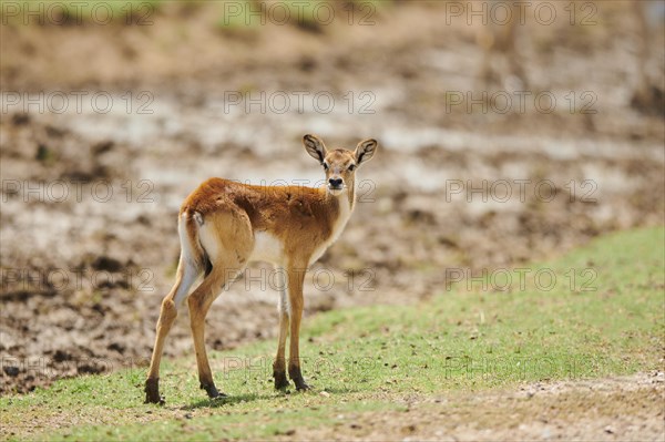 Southern lechwe (Kobus leche) at a waterhole in the dessert, captive, distribution Africa