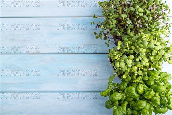 Set of boxes with microgreen sprouts of sunflower, basil, radish on blue wooden background. Top view, flat lay, copy space