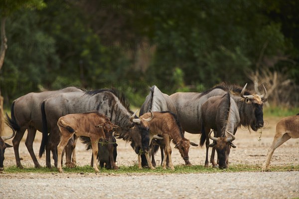 Blue wildebeest (Connochaetes taurinus) herd with youngsters in the dessert, captive, distribution Africa