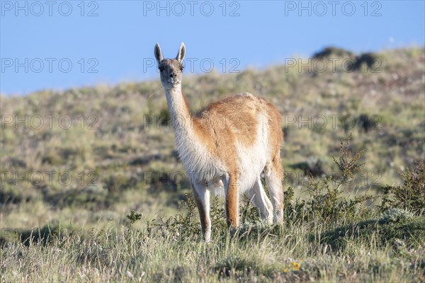 Guanaco (Llama guanicoe), Huanako, Torres del Paine National Park, Patagonia, End of the World, Chile, South America