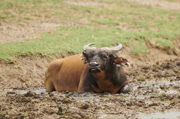 Red buffalo (Syncerus caffer nanus) at a water hole in the dessert, captive, distribution Africa