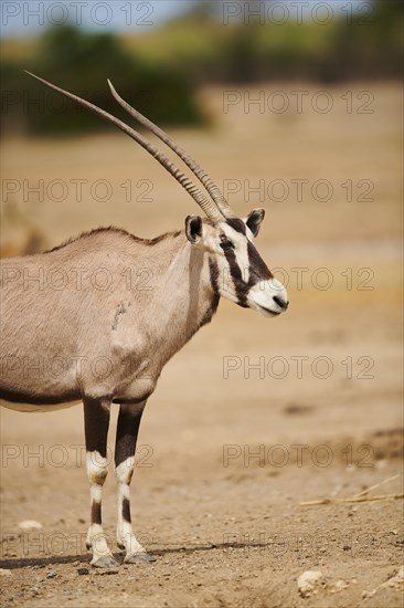 South African oryx (Oryx gazella) in the dessert, captive, distribution Africa