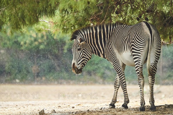 Plains zebra (Equus quagga) under a scots pie tree walking in the dessert, captive, distribution Africa