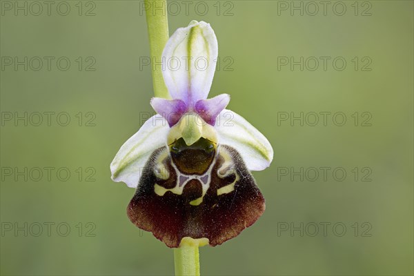 Bumblebee orchid