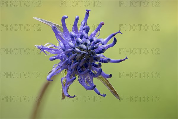 Round-headed rampion