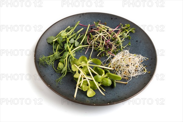 Blue ceramic plate with microgreen sprouts of green pea, sunflower, alfalfa, radish isolated on white background. Side view, close up