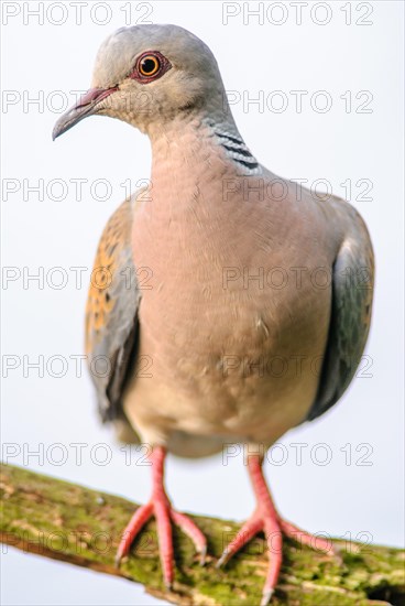 Turtle dove (Streptopelia turtur) sitting on a branch. Bas-Rhin, Alsace, Grand Est, France, Europe