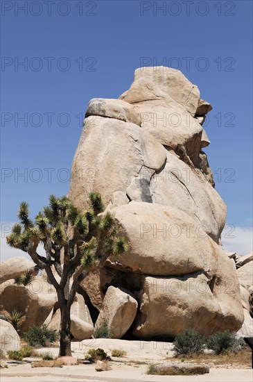Monzogranite formations, Joshua Tree National Park, Palm Desert, Southern California, USA, North America