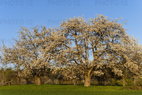 White blossoming fruit trees in a meadow in spring, the sky is blue, the sun is shining, it's evening, golden hour. Between Neckargemuend and Wiesenbach, Rhine-Neckar district, Kleiner Odenwald, Baden-Wuerttemberg, Germany, Europe