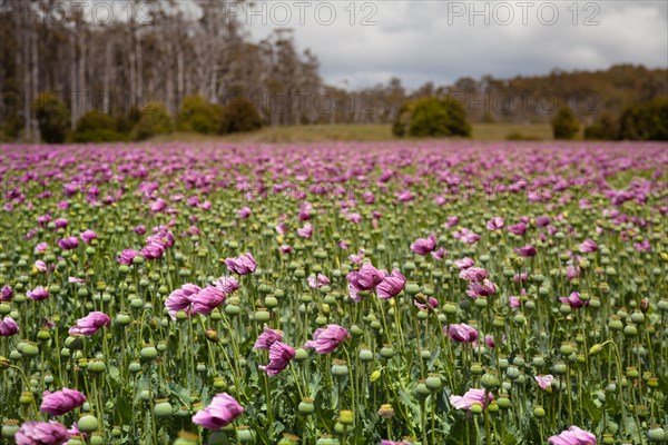 Poppy field in Tasmania