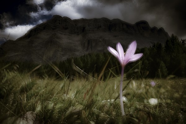 Meadow saffron (Colchicum autumnale) in front of Dolomite peak, Corvara, Dolomites, Italy, Europe