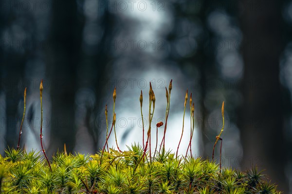 Beeches (Fagus) on moss in backlight with trees in the background, Mindelheim, Bavaria, Germany, Europe