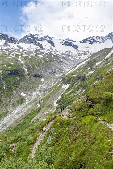 Mountaineer on hiking trail in picturesque mountain landscape with blooming alpine roses, in the background mountain peak Grosser Loeffler and Oestliche Floitenspitze with glacier Floitenkees, valley Floitengrund, Berliner Hoehenweg, Zillertal Alps, Tyrol, Austria, Europe