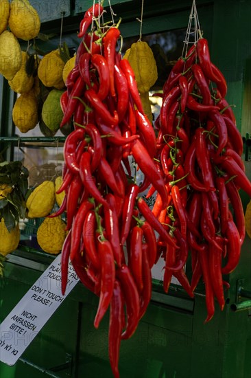 Stall with chilli peppers and lemon citrus (Citrus medica), Cedrat, Lake Garda, Sirmione, Province of Brescia, Lombardy, Italy, Europe