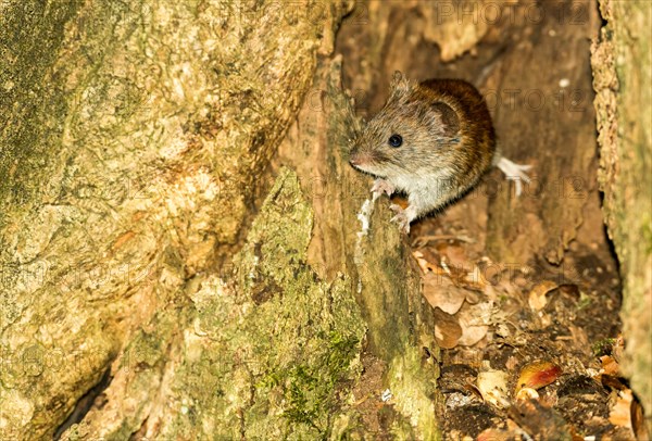 Red-backed vole (Myodes glareolus), also known as forest vole, looking out of a cave in a common oak (Quercus robur), also known as summer oak or German oak (Quercus pedunculata), looking into the camera, Lueneburg Heath, Lower Saxony, Germany, Europe