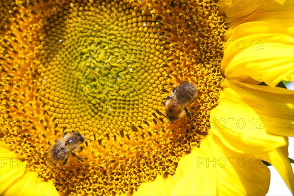 Two common carder-bees (Bombus pascuorum), wild bees collecting pollen and nectar on the bright yellow flower of a sunflower (Helianthus annuus), macro photograph, close-up, Allertal, Lower Saxony, Germany, Europe