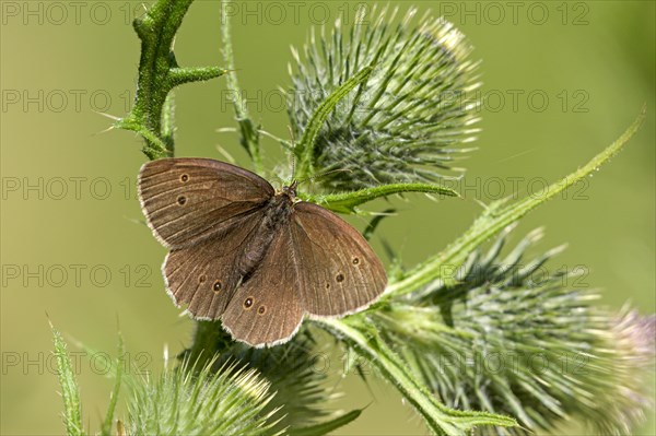 Ringlet (Aphantopus hyperantus), Gahlen, North Rhine-Westphalia, Germany, Europe