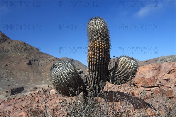 Copiapoa cinerea