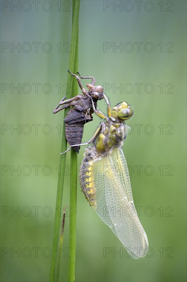 Freshly hatched Four-spotted chaser