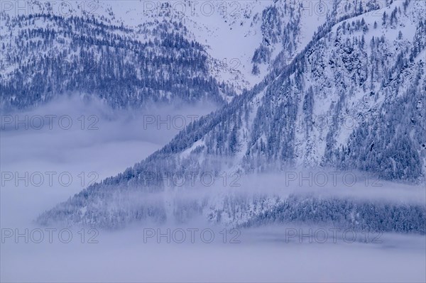 Snow-covered mountains with wafts of mist between the treetops, Belalp, Naters, Brig, Canton Valais, Switzerland, Europe