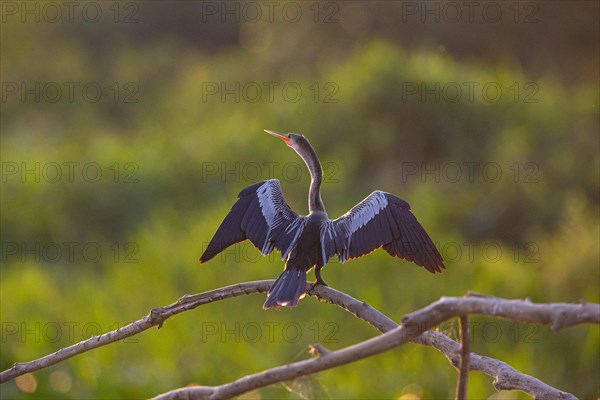 American darter (Anhinga anhinga) Pantanal Brazil