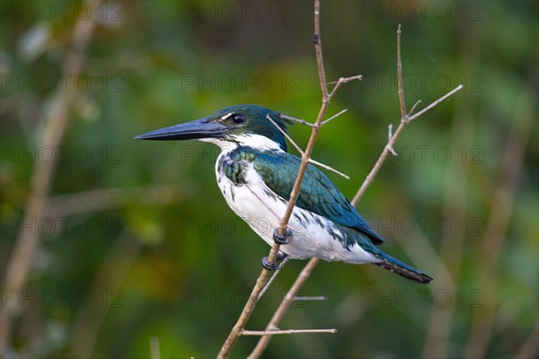 Amazon kingfisher (Chloroceryle amazona) Pantanal Brazil